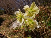 Monte Zucco ad anello fiorito da S. Antonio ABB. via Sonzogno-12 marzo 2026-FOTOGALLERY